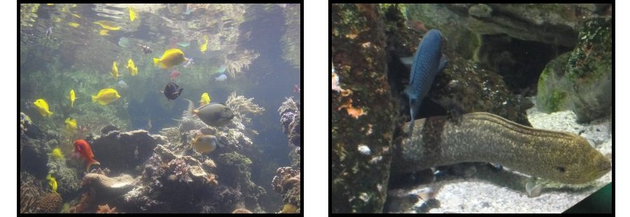 pictures of colorful fish and a moray ell