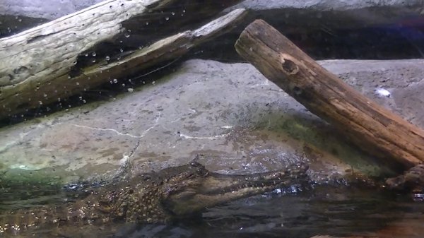 An Australian Croc