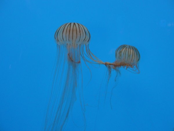 JellyFish