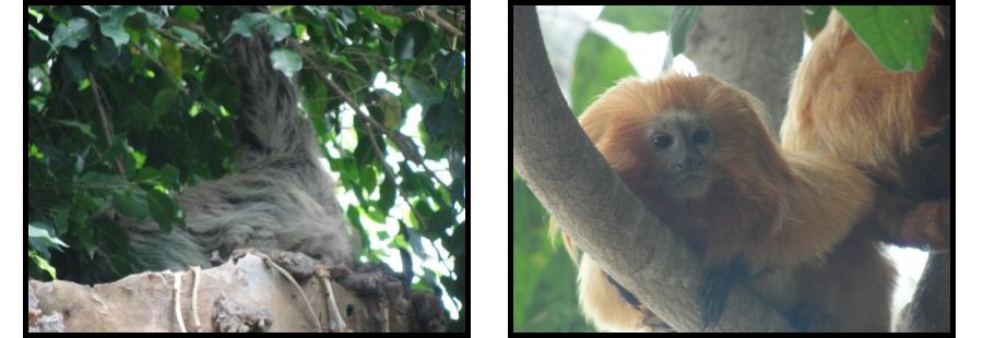 picture of a sloth and monkey