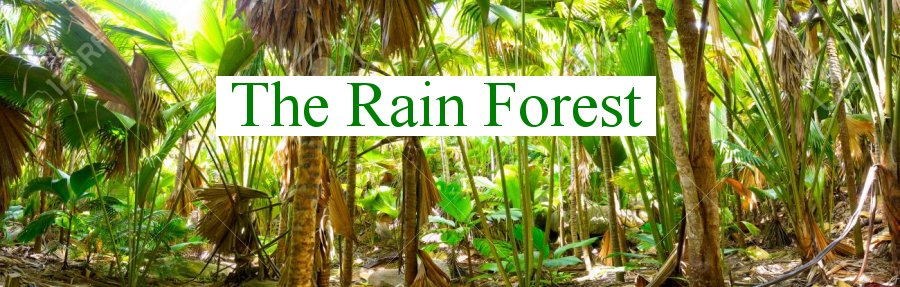 Rain Forest Banner