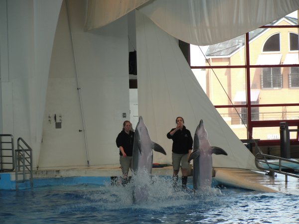 Dolphins standing at attention.