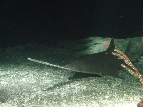 Sawtootn on the bottom of the tank.