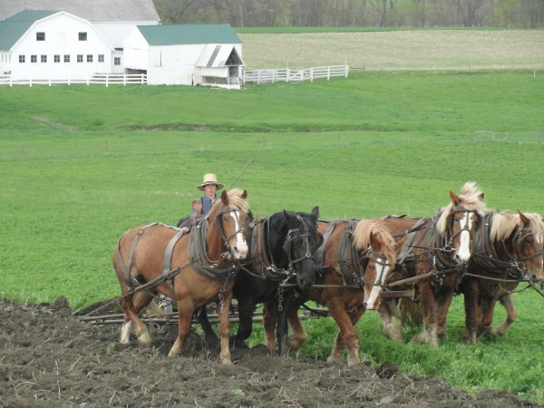 Boy plowing with 5 horses pulling the plow