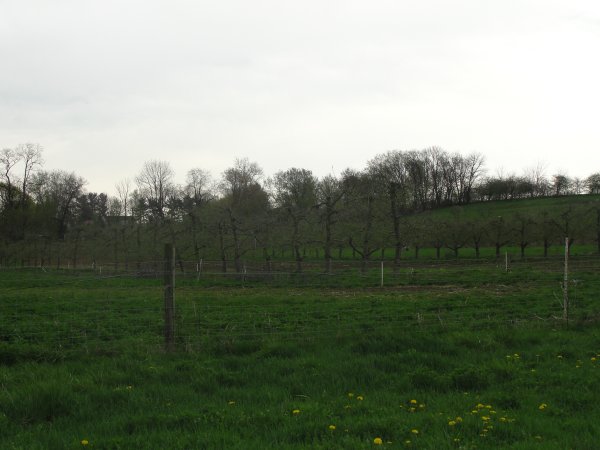 picture of an orchard