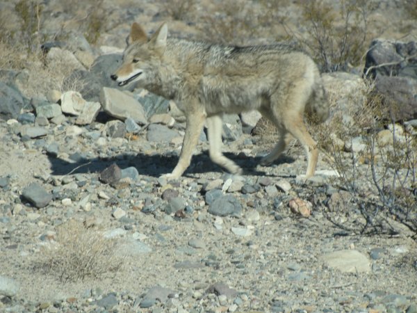 Coyote's mate
