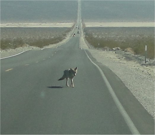 A coyote lolligaging across the highway