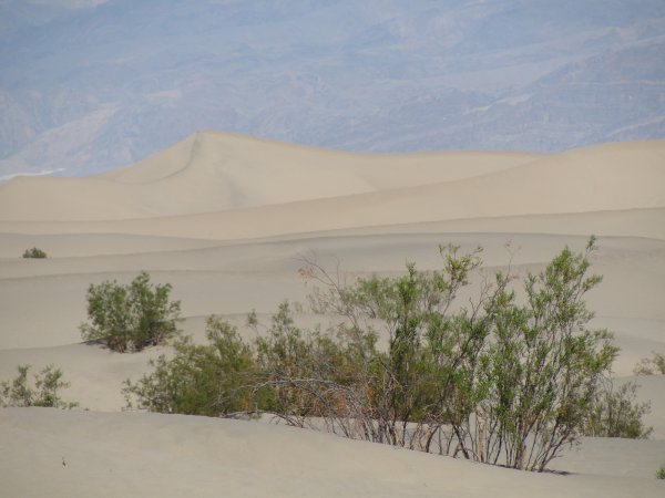 Picture of Mesquite Sand Dunes