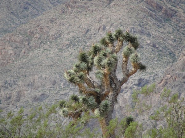 Joshua Tree