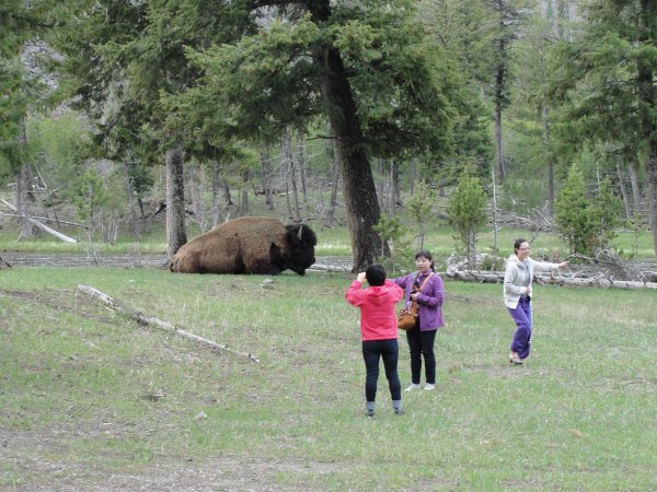 Asians too close to buffalo