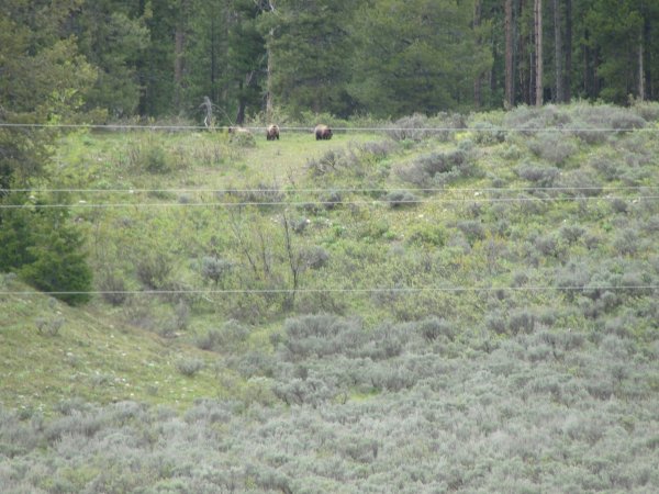 Far away three bear cubs
