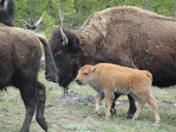 Buffalo calf standing beside its mother.