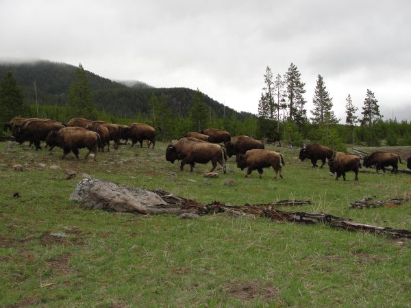 Buffolo herd