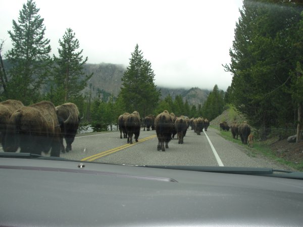 Buffalo in the road.