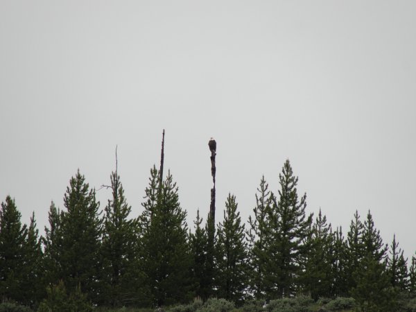 Eagle atop a dead tree