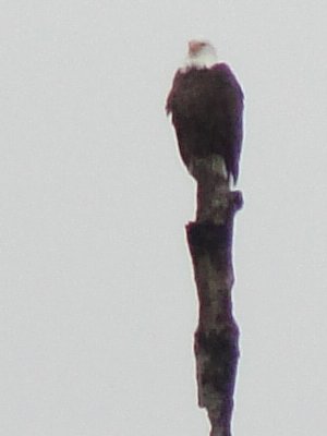 Close up of the Eagle