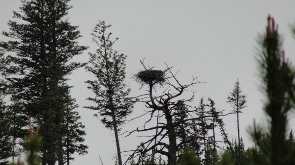 The eagles nest.