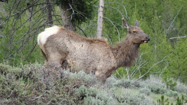 A lone elk