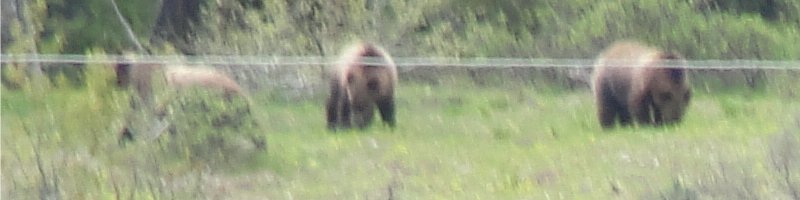 Close up of three grizzly cubs.