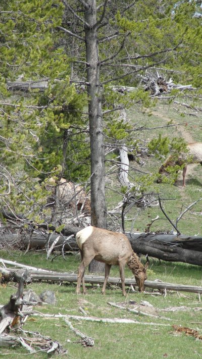 A couple of elk