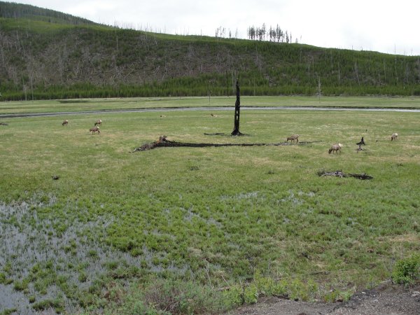 several elk grazing