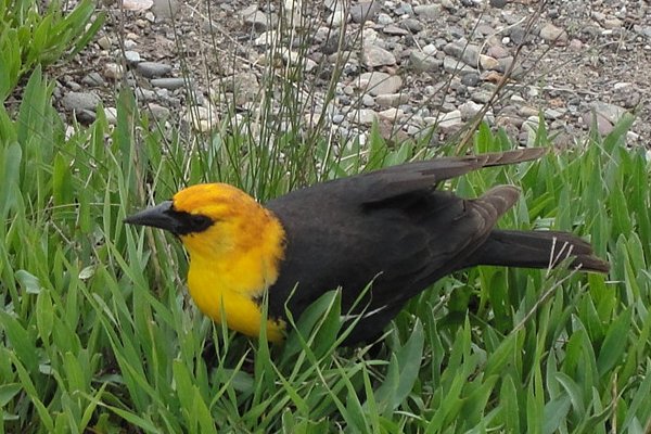 a yellowheaded blackbird